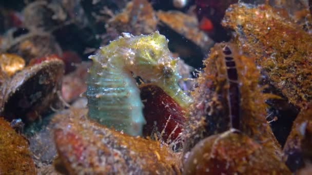 Short Snouted Seahorse Hippocampus Hippocampus Hiding Mussels Black Sea — Stockvideo