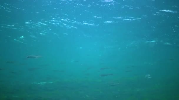 Велика Зграя Дрібних Риб Плаває Водяній Колонці Чорного Моря Atherina — стокове відео