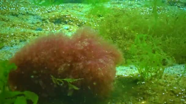 Underwater Landscape Red Alga Ceramium Moves Water Column Bottom Black — стоковое видео