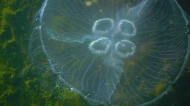 Floating Water Column Common Moon Jellyfish Aurelia Aurita Swims Algae — Stok video