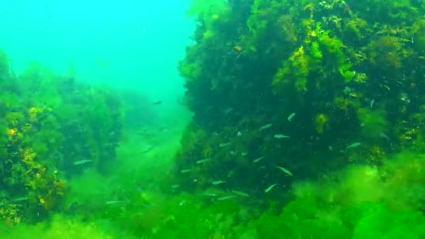 Bir Sürü Deniz Balığı Karadeniz Büyük Ölçekli Kum Atherina Pontica — Stok video