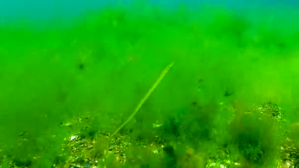 Breitnasenpfeifenfisch Syngnathus Typhle Dickicht Der Algen Fische Aus Dem Schwarzen — Stockvideo