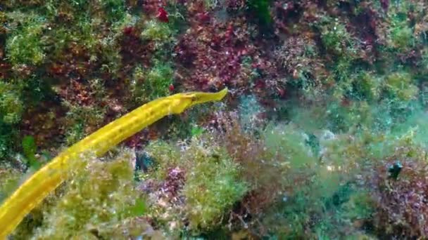 Broad Nosed Pipefish Syngnathus Typhle Thickets Seaweed Fish Black Sea — Vídeo de Stock