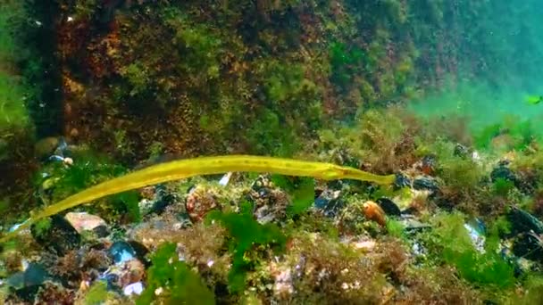 Broad Nosed Pipefish Syngnathus Typhle Thickets Seaweed Fish Black Sea — стоковое видео