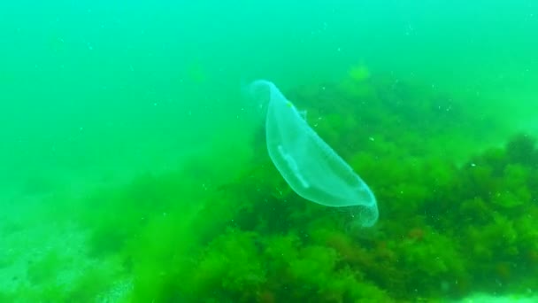 Floating Water Column Common Moon Jellyfish Aurelia Aurita Swims Algae — 图库视频影像