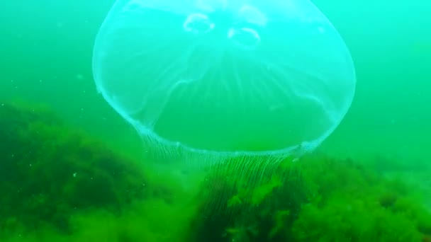 Flottant Dans Colonne Eau Méduse Commune Aurelia Aurita Nage Dessus — Video