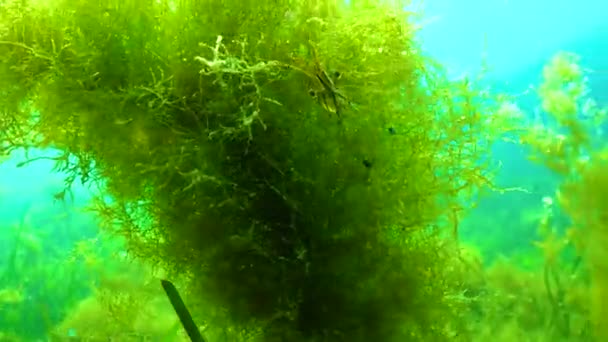 Krevetová Výživa Garnátů Palaemon Elegans Skrývá Houštinách Mořských Řas Černé — Stock video