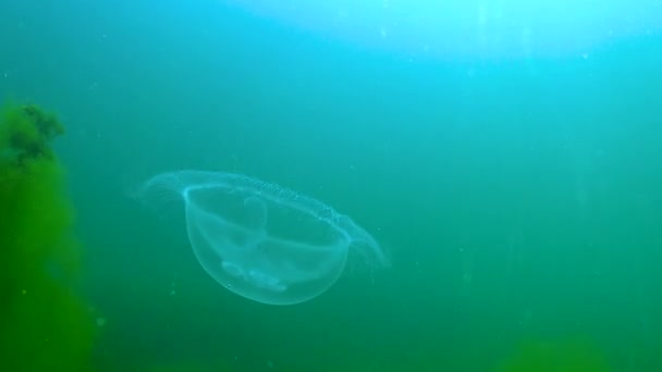 Floating Water Column Common Moon Jellyfish Aurelia Aurita Swims Algae — Video Stock