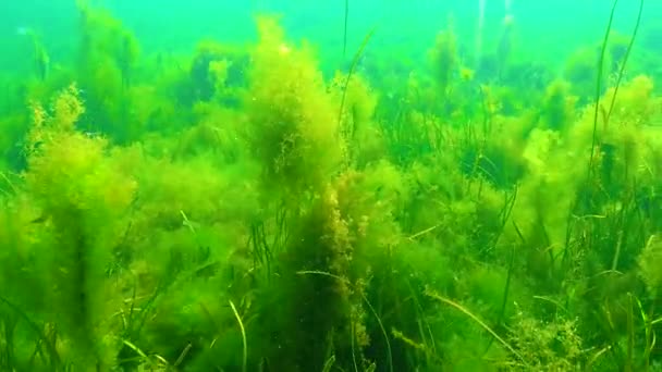 Algas Verdes Filamentosas Cladophora Matorrales Hierbas Marinas Zostera Mar Negro — Vídeo de stock
