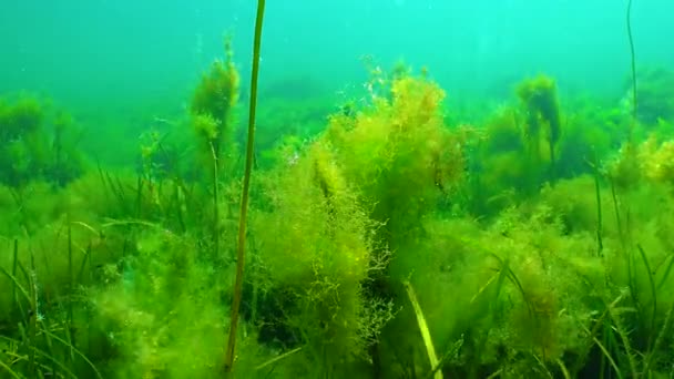 Algas Verdes Filamentosas Cladophora Moitas Gramíneas Marinhas Zostera Mar Negro — Vídeo de Stock