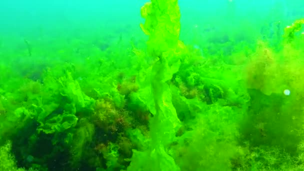 Bilhetes Algas Marinhas Verdes Vermelhas Perto Costa Baía Odessa Mar — Vídeo de Stock