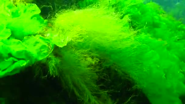 Espesuras Algas Marinas Verdes Rojas Cerca Costa Bahía Odessa Mar — Vídeo de stock