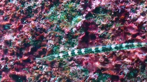 Black Striped Pipefish Syngnathus Abaster Fish Black Sea — Stockvideo