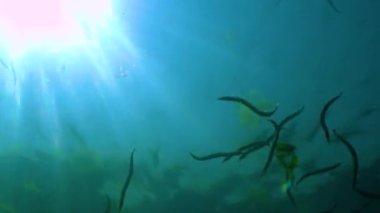 Akdeniz kum yılanbalığı (Gymnammodytes cicerelus), Karadeniz, Ukrayna 'da deniz tabanının üzerinde büyük bir balık sürüsü.