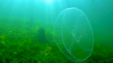 Suda yüzen denizanası (Aurelia aurita) Karadeniz 'de algler üzerinde yüzer.