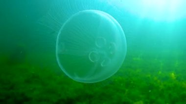 Suda yüzen denizanası (Aurelia aurita) Karadeniz 'de algler üzerinde yüzer.