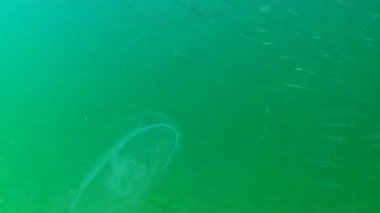 Akdeniz kum yılanbalığı (Gymnammodytes cicerelus), Karadeniz, Ukrayna 'da deniz tabanının üzerinde büyük bir balık sürüsü.