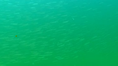 Akdeniz kum yılanbalığı (Gymnammodytes cicerelus), Karadeniz, Ukrayna 'da deniz tabanının üzerinde büyük bir balık sürüsü.