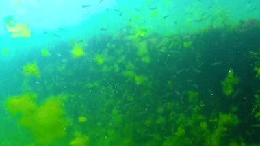 Karadeniz 'de deniz yosunları arasında büyük ölçekli kum eridi (Atherina pontica). Karadeniz Balığı
