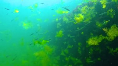 Karadeniz 'de deniz yosunları arasında büyük ölçekli kum eridi (Atherina pontica). Karadeniz Balığı