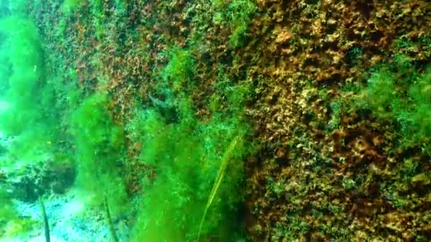 Black Striped Pipefish Syngnathus Abaster Fish Black Sea — Stock Video