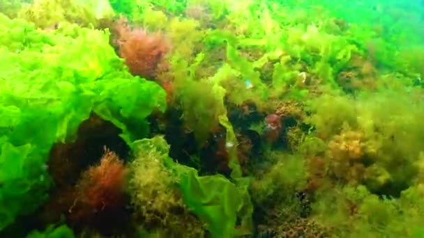 Заросли Морских Зеленых Красных Водорослей Берега Одесского Залива Черное Море — стоковое видео