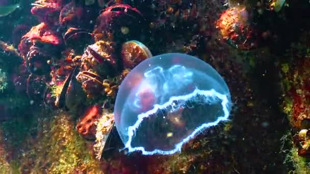 Floating Water Column Common Moon Jellyfish Aurelia Aurita Swims Algae — Vídeos de Stock