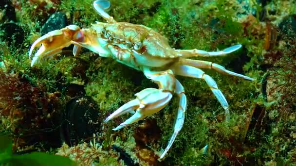 Swimming Crab Macropipus Holsatus Black Sea — Vídeo de Stock