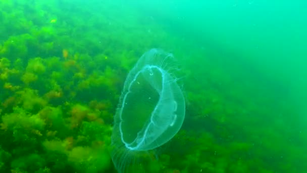 Floating Water Column Common Moon Jellyfish Aurelia Aurita Swims Algae — Vídeo de stock