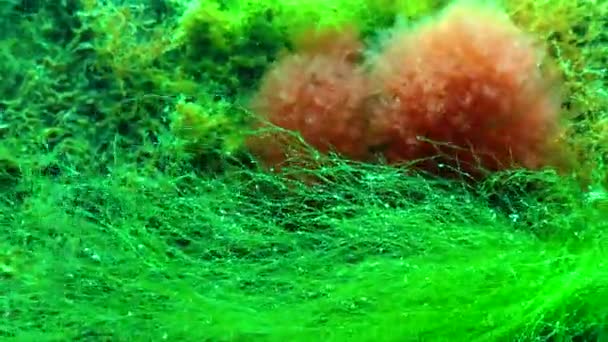 Underwater Landscape Red Alga Callithamnion Moves Water Column Bottom Black — Stock Video