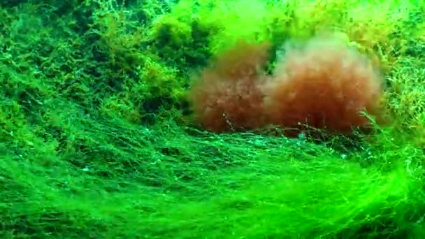 Underwater Landscape Red Alga Callithamnion Moves Water Column Bottom Black — Stock Video