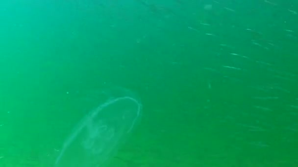 Средиземноморский Песчаный Угорь Gymnammodytes Cicerelus Большое Стадо Мелких Рыб Над — стоковое видео