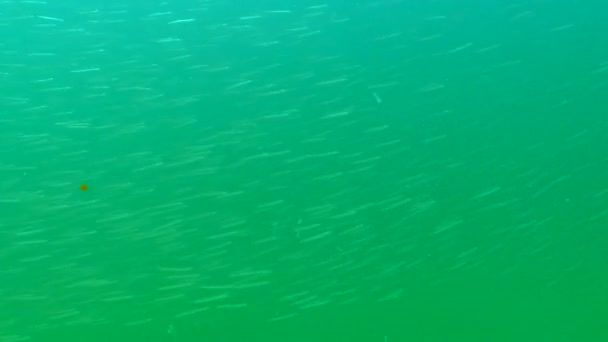 Enguia Areia Mediterrânica Gymnammodytes Cicerelus Grande Bando Pequenos Peixes Acima — Vídeo de Stock