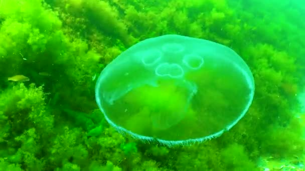 Pływające Słupie Wody Meduza Zwyczajna Księżyc Aurelia Aurita Pływa Nad — Wideo stockowe