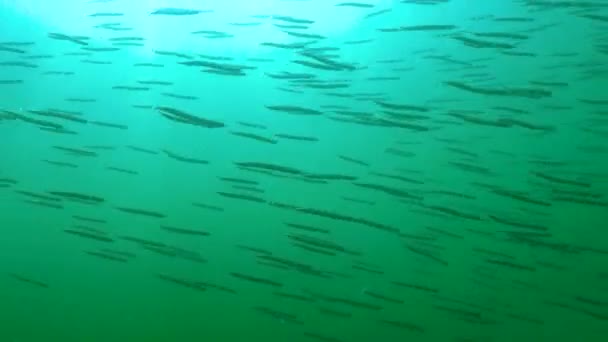 Enguia Areia Mediterrânica Gymnammodytes Cicerelus Grande Bando Pequenos Peixes Acima — Vídeo de Stock