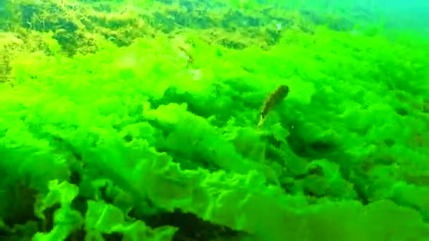 Тубенозе Гоби Protherorhinus Marmoratus Плавает Над Зелеными Красными Водорослями Возле — стоковое видео