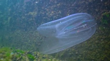 Ctenophorlar, Karadeniz 'in taraklı istilacısı, denizanası (Mnemiopsis leidy). İstila, yırtıcı istilacı 
