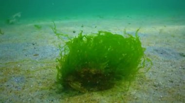 Yeşil alg yüzme yengeci (Macropipus holsatus) ile kaplanmış, Karadeniz. Ukrayna