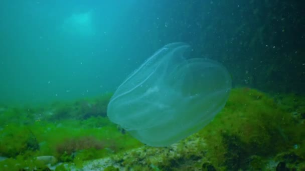 Ctenophores Εισβολέας Χτένα Στη Μαύρη Θάλασσα Μέδουσες Mnemiopsis Leidy Εισβολή — Αρχείο Βίντεο