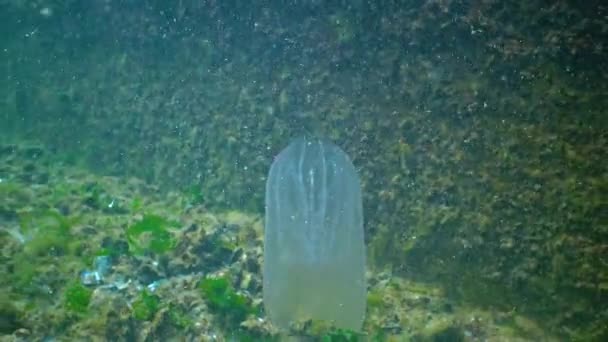 Ctenophores Comb Invader Black Sea Jellyfish Mnemiopsis Leidy Invasion Predatory — Stok video