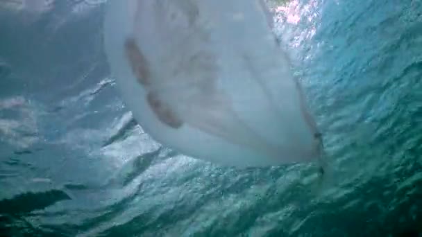 Flyter Vattenpelaren Vanlig Måne Manet Aurelia Aurita Simmar Över Alger — Stockvideo