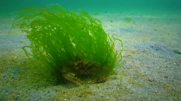 Coberta Algas Verdes Caranguejo Nadador Macropipus Holsatus Mar Negro Ucrânia — Vídeo de Stock