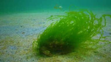 Yeşil alg yüzme yengeci (Macropipus holsatus) ile kaplanmış, Karadeniz. Ukrayna