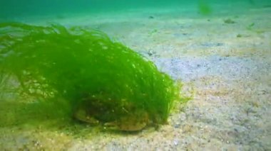 Yeşil alg yüzme yengeci (Macropipus holsatus) ile kaplanmış, Karadeniz. Ukrayna