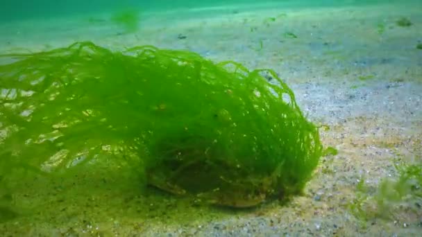 Overgrown Green Algae Swimming Crab Macropipus Holsatus Black Sea Ukraine — Stockvideo