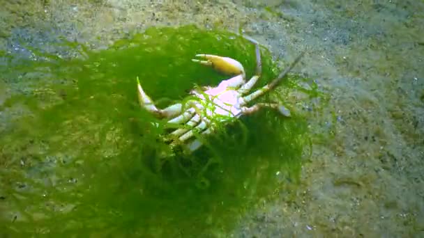 Zarośnięte Zielonymi Algami Krab Pływacki Macropipus Holsatus Morze Czarne Ukraina — Wideo stockowe