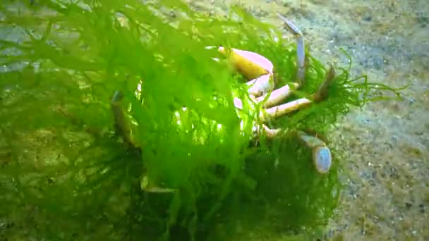 Zarośnięte Zielonymi Algami Krab Pływacki Macropipus Holsatus Morze Czarne Ukraina — Wideo stockowe