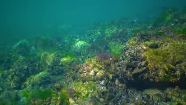 水下景观 黑海的海鸥 海底岩石上的绿藻和红藻 — 图库视频影像