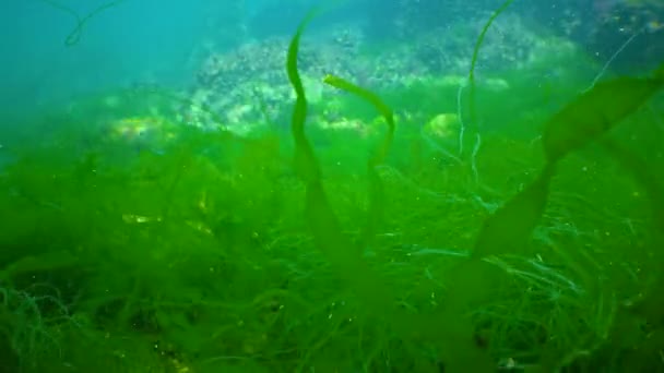 Зеленые Водоросли Enteromorpha Колеблются Водяном Столбе Дне Черного Моря — стоковое видео