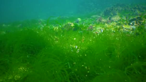 Zelené Řasy Enteromorpha Houpat Vodním Sloupci Mořském Dně Černém Moři — Stock video